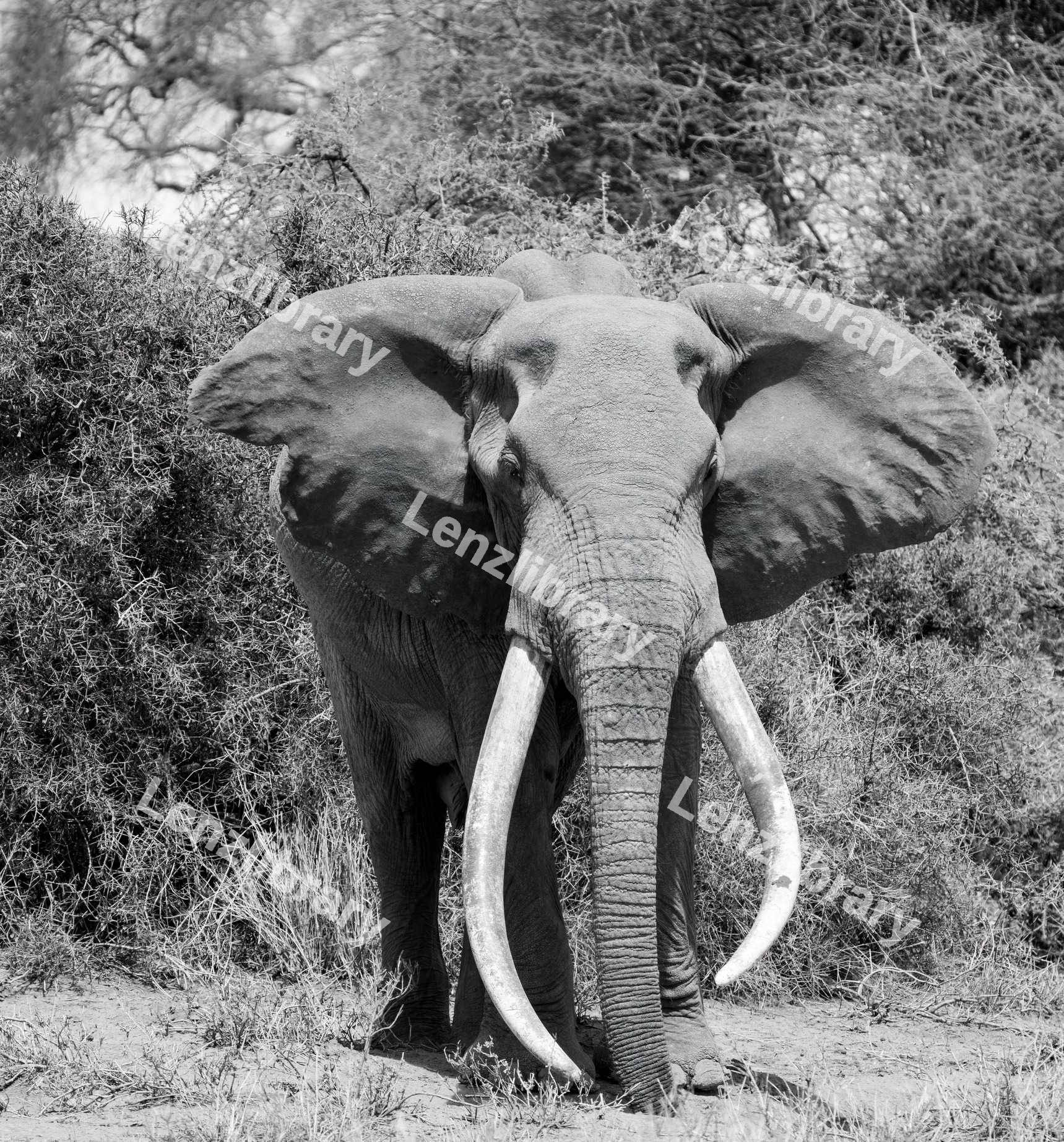 African Bull Elephant